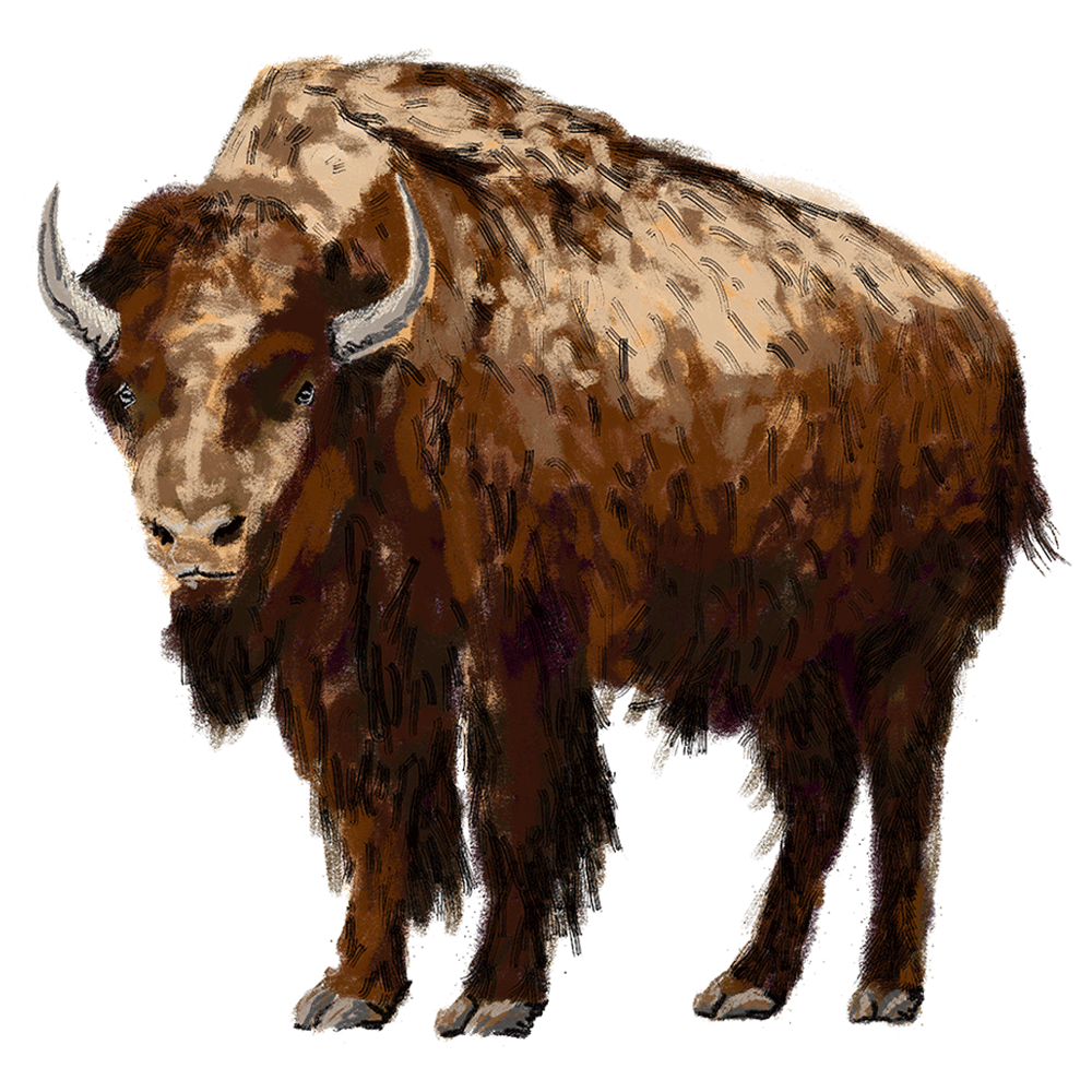 Illustrated line drawing of a male bison