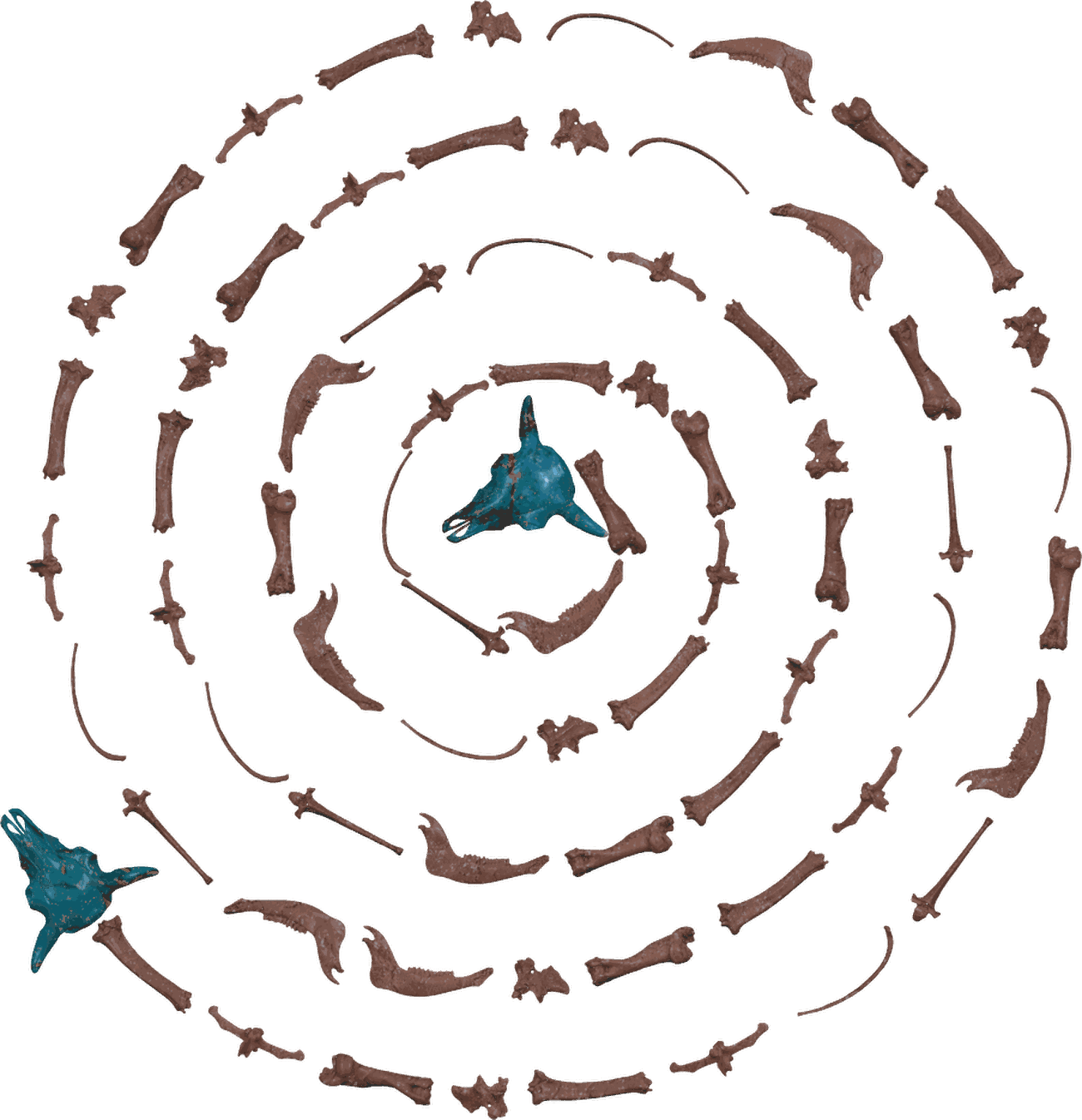 Isolated rendering of the counterclockwise bone spiral with two bronze bison skulls, shown from above
